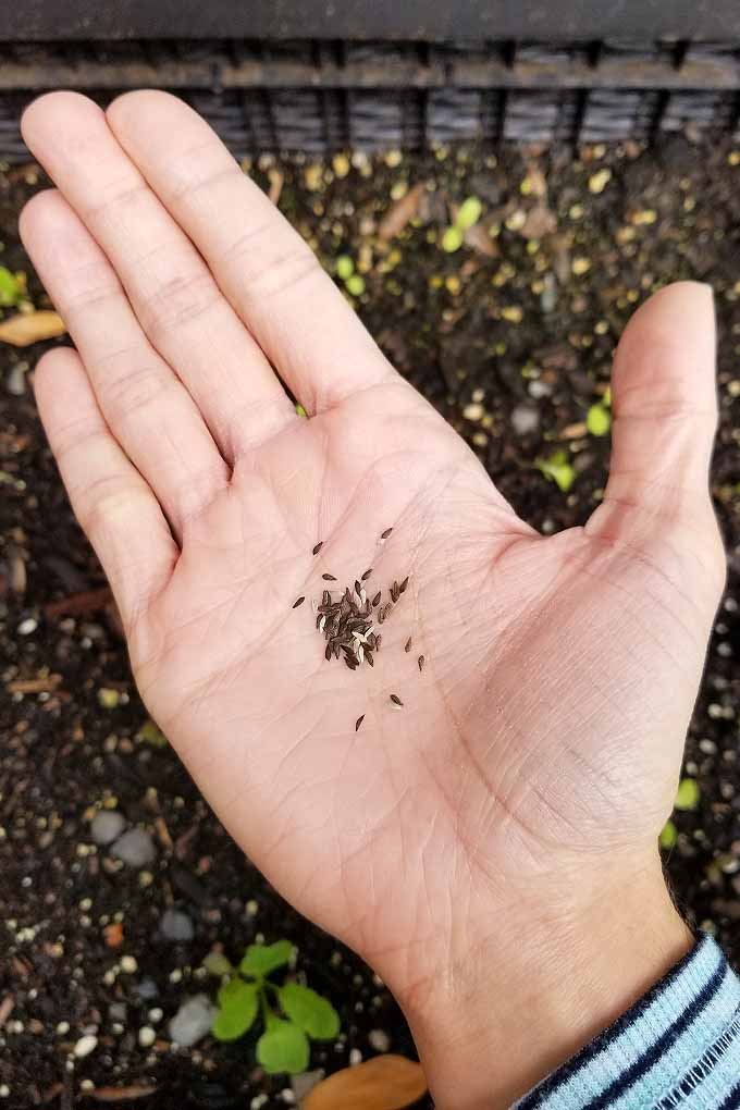 垂直图像:一只手的手指并拢，手掌平放，手里拿着一小堆棕色和米色的小莴苣种子，背景是一个充满深棕色土壤的凸起的床，小莴苣幼苗在浅焦点处生长。