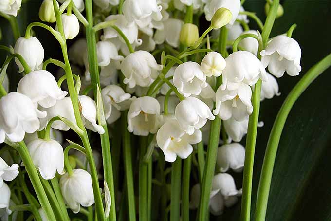画中展示了一束山谷百合，它们的白色花朵都朝下朝向地面。一根C. majalis的茎可以开好几朵几乎是钟形的小花。