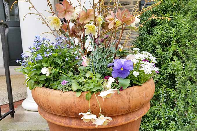 一个大的圆形陶土花盆，里面装满了三色堇，千缕草，连翘，和其他类型的花和叶子，在石头房子前面。