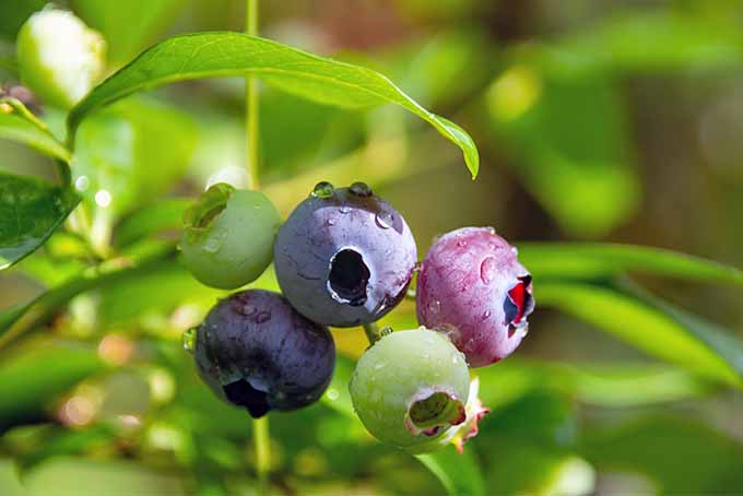 两颗绿色，一颗粉色，还有两颗成熟的蓝莓，背景是绿色的叶子。