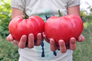 照片中，一名身穿白色短袖t恤的女子从躯干到腰部，双手伸在身前，手里拿着两个大大的“粉色白兰地酒”西红柿。