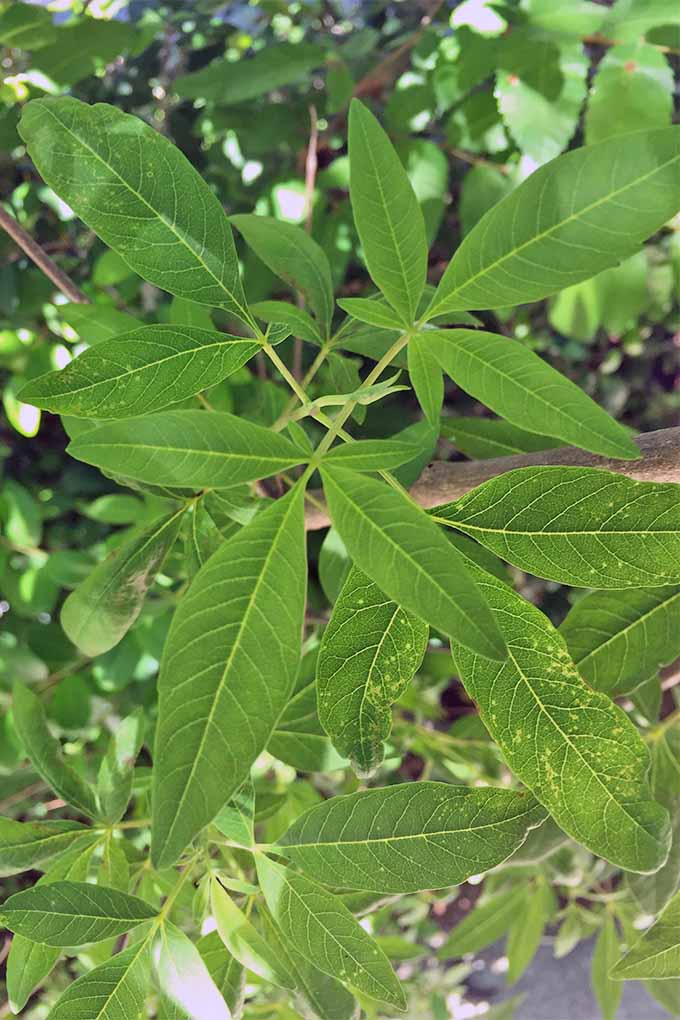 近距离垂直图像的绿色狭窄的叶牡荆植物生长在部分荫凉。