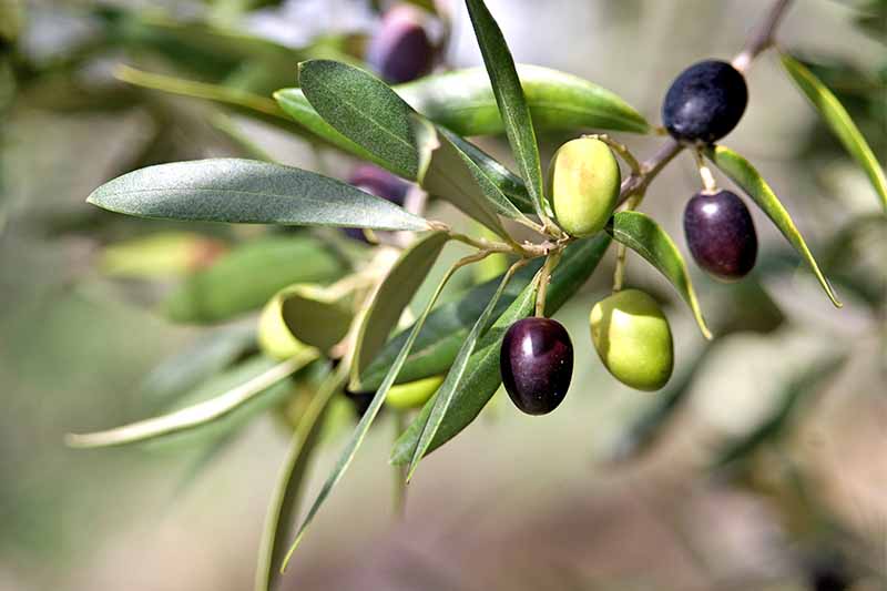 绿色和紫色橄榄生长在树枝上长,狭窄的绿叶。