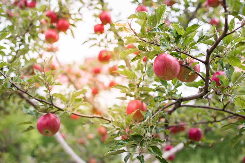 特写镜头的苹果树枝覆盖着红色水果和绿叶,在一个白色的天空。