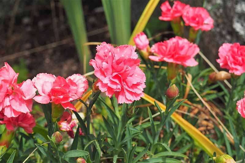 粉红色的康乃馨，薄薄的绿色叶子，生长在花园里。