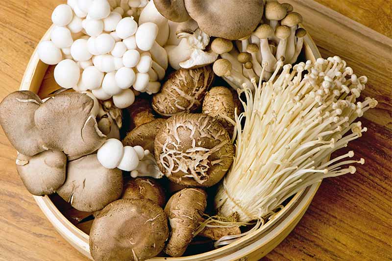 一个圆形的竹制蒸笼里装满了五种不同类型的棕色和白色蘑菇，包括金针菇、金针菇和牡蛎，背景是棕色的木头。