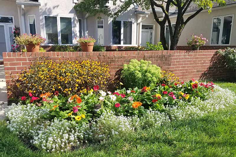 一座白色的房子前面有一个花园，里面种着白色的甜菊、彩色的雏菊、黑眼睛的菊苣和其他花，在砖墙前面生长着更多的盆栽植物，中间有一棵树，前景是一片绿色的草坪。BOB体育APP苹果下载