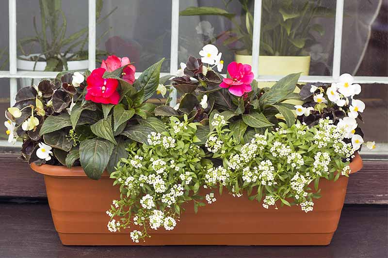 白色的秋海棠、甜美的鸢尾花和一朵粉红色的花，暗绿色的叶子生长在一个陶土的窗盒里，背景是一扇窗户，另一边是盆栽的室内植物。BOB体育APP苹果下载