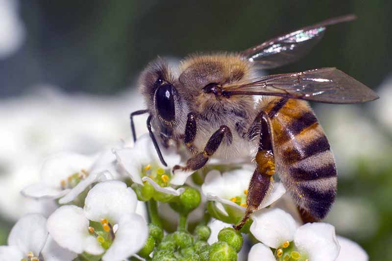 一只蜜蜂为海洋小叶的白色小花授粉的极端特写。