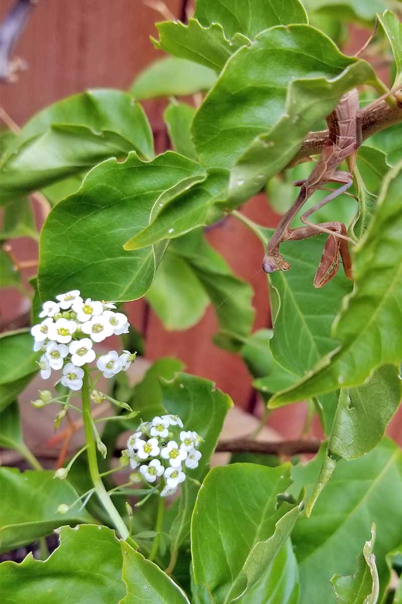 特写:一只棕色的螳螂，两簇白色的花，绿色的三角梅叶，背景是一个棕色的栅栏。