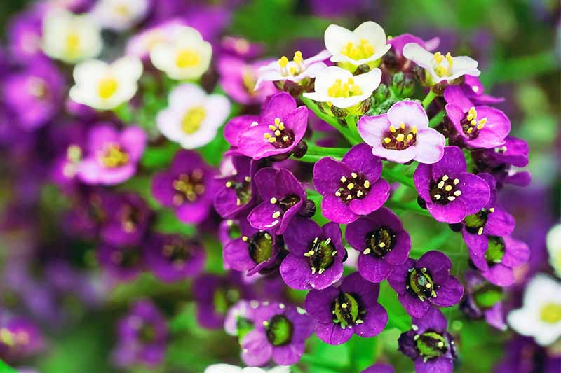 极端特写的紫色和白色甜分析花，与绿色的叶子。
