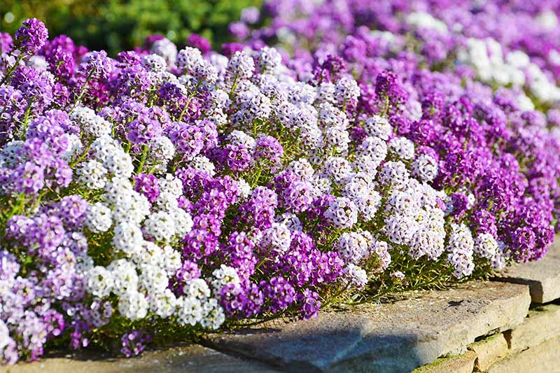 交替的紫色和白色香雪球花创建一个边缘边界在一个花园的床上。