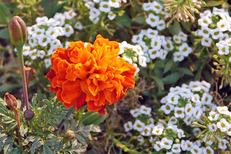 特写的一个大橙色万寿菊花，与白色甜分析生长在背景。
