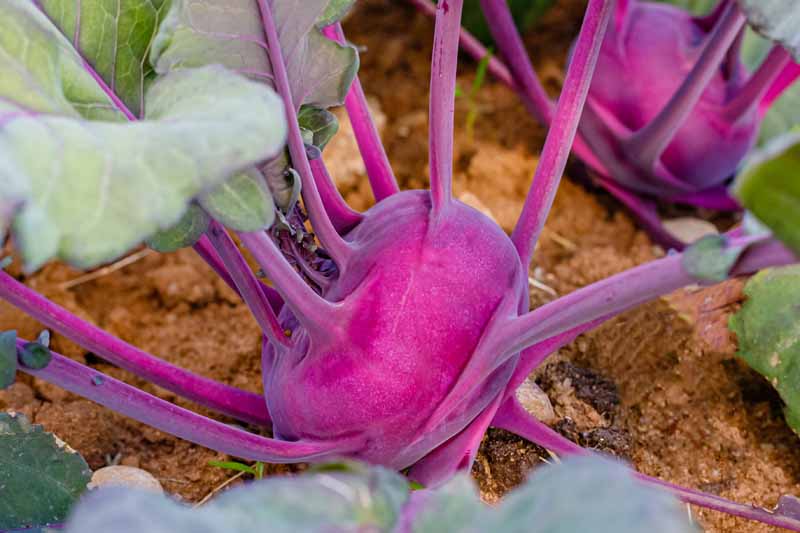 在蔬菜园里生长的紫色苤蓝菜。