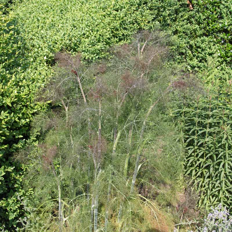 垂直图像的成熟蕨类茴香植物生长在一个草本花园，与树木和多年生灌木的背景。