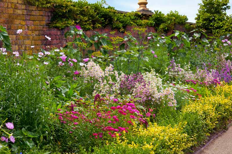 一个五颜六色的多年生花坛盛开在一个村舍风格的围墙花园。