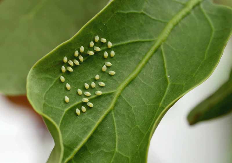 蚜虫卵粘在叶子下面。