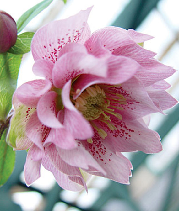 近距离垂直图像的Hellebore“Phoebe”花。