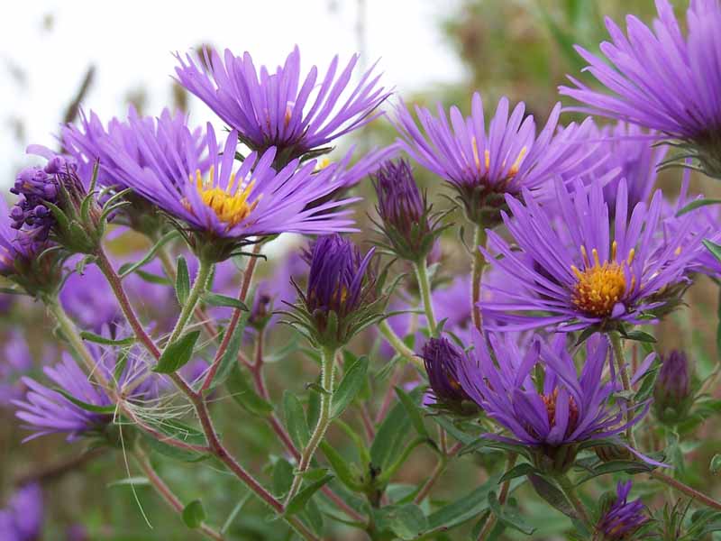 一个紫色的新英格兰紫菀(Symphyotrichum novae-angliae)在田野中生长的近距离水平图像。