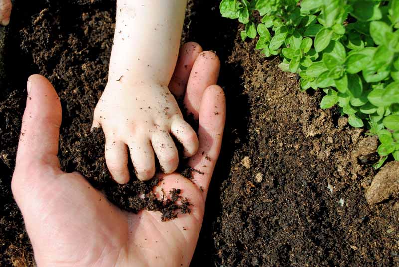 一个蹒跚学步的孩子把有机花园土壤放到一个成年人的手里。