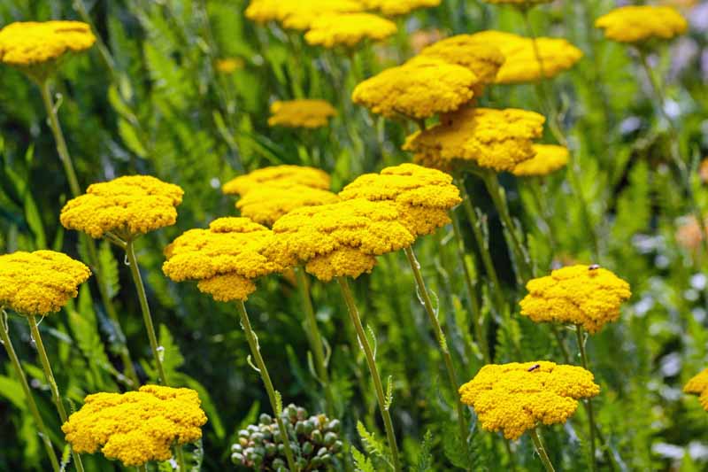 黄色蓍草(Achillea millefolium)花生长的田地的水平图像。