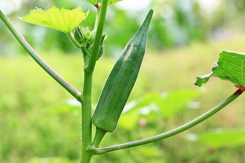 秋葵:长在茎上的单个秋葵果实，其上有未成熟的年轻果实出芽背景是模糊和绿色。