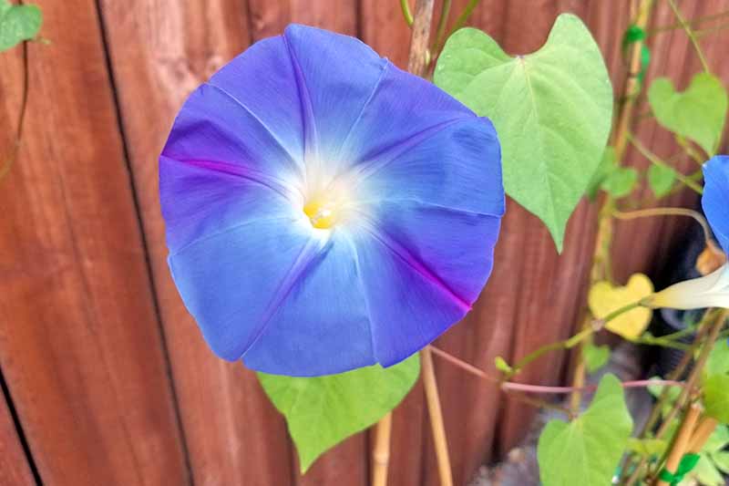 蓝色和紫色牵牛花的花瓣与藤蔓照片的中心,树叶和框架的另一个花的边缘。一个木制板条栅栏竹框架背后的背景。