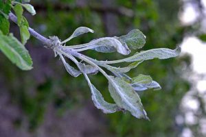 一根完全被Podosphaera leucotricha真菌感染的苹果树枝，在叶子上显示出特有的白色粉末状涂层。