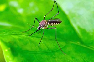 特写镜头，一只棕色条纹的蚊子在明亮的绿色闪亮的叶子上。
