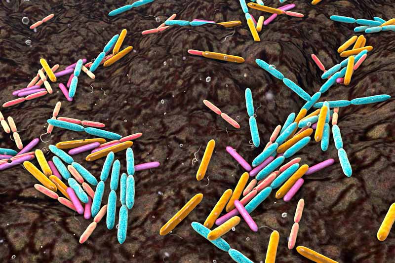 不同种类的有益土壤细菌的图形图像。