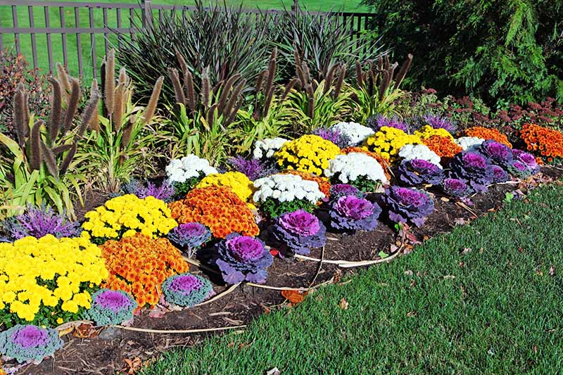 垂直的花园床上种植着紫色装饰卷心菜,黄色,白色,橙色的妈妈,布朗草生长在土壤和绿色的草坪。