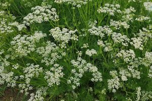 一片开着香菜花的田野。BOB体育APP苹果下载