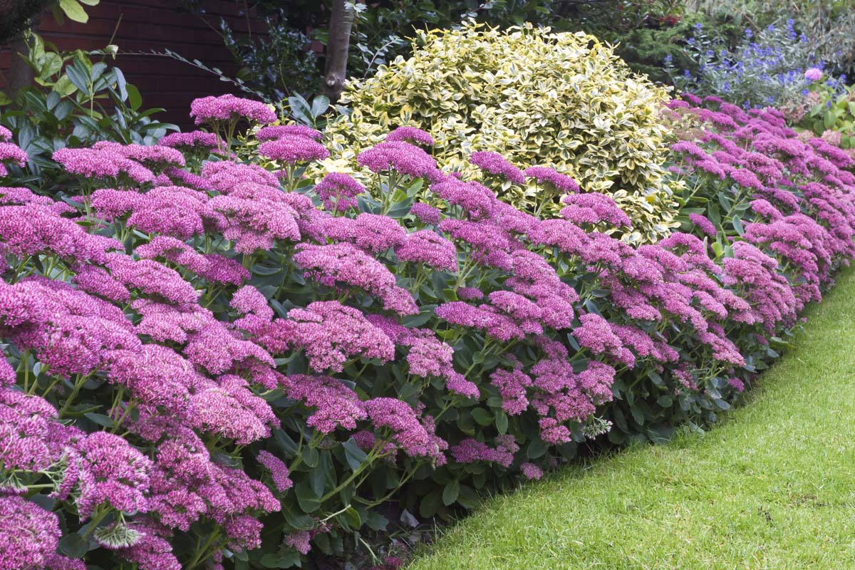 紫色的景天属植物景天和其他多年生花卉在夏末花园。