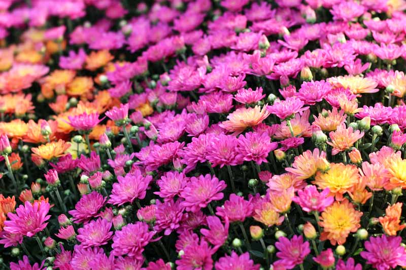 一个近距离的水平图像的粉红色和橙色硬菊花开花。