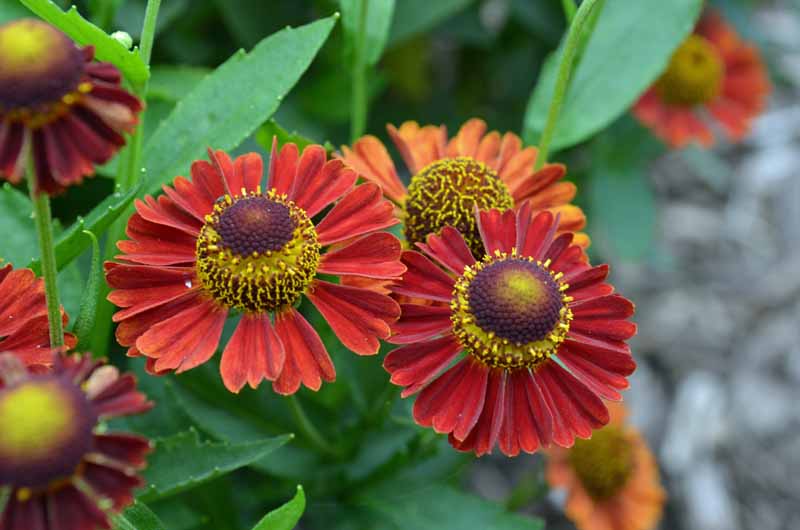 一个近距离的水平图像，在软焦点背景下，两朵橘红色的向日葵正在盛开。