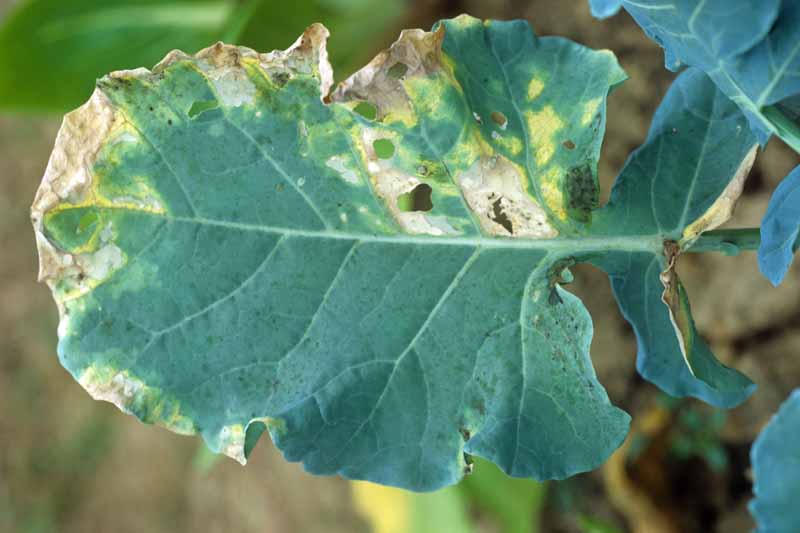 大头菜叶子的特写，显示了黑色腐病(黄单胞菌campestris)的斑点区域。
