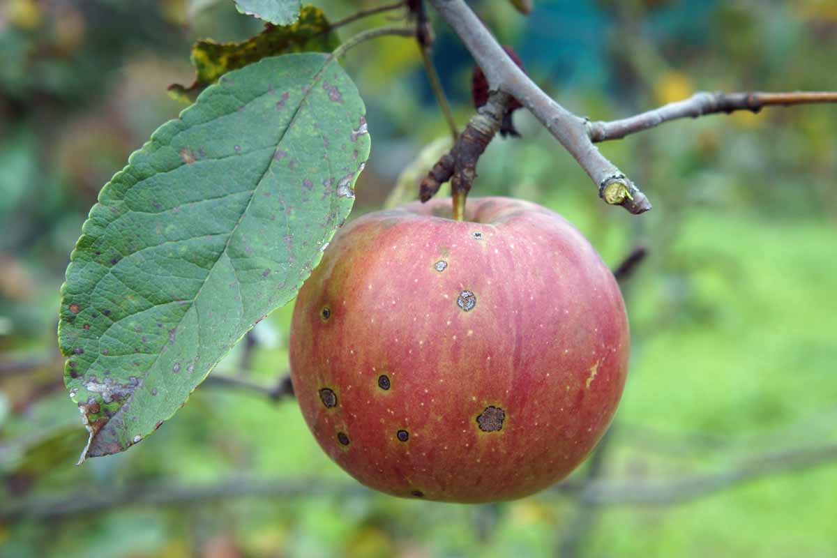 一个苹果从树上挂着软木塞的位置。