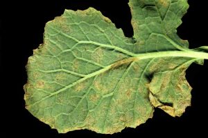 霜霉病(霜霉属parasitica)感染在萝卜叶子下面。黑色背景。