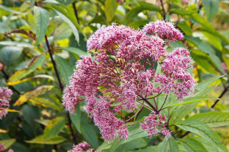 粉色的花朵乔派伊杂草(Eutrochium purpureum)在一个树木繁茂的花园设置。