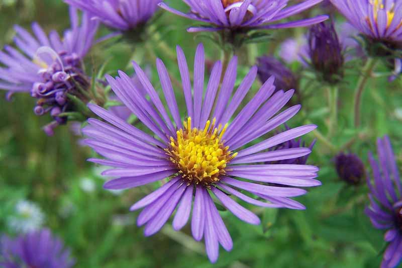 紫色的新英格兰Aster (Symphyotrichum novae-angliae)盛开。关闭了。
