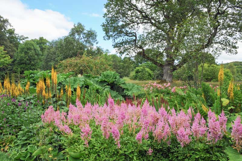 粉色Astilbe盛开在一个大别墅花园的树midground和蓝天白云的背景。