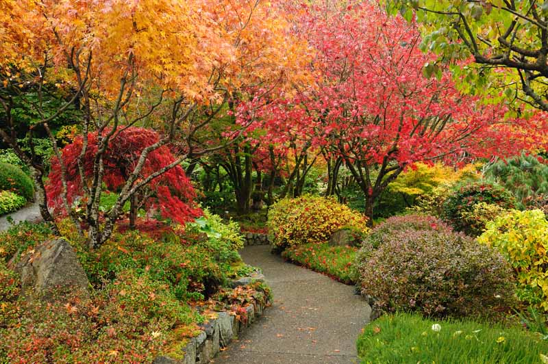 秋天的日式花园，展示着明亮的橙色、红色和黄色。