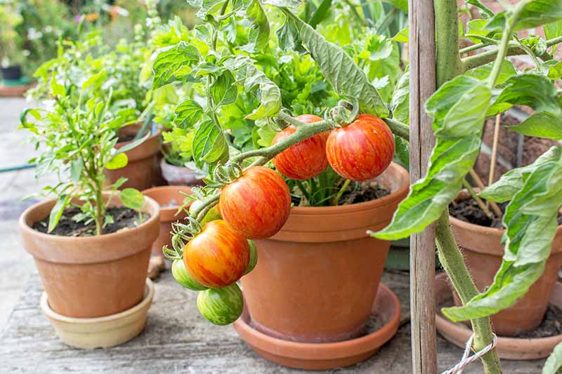 西红柿和其他蔬菜种植在陶土盆里，在一个木甲板上。
