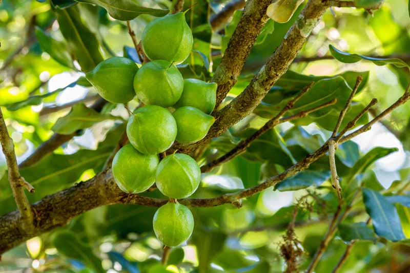 绿色的澳洲坚果挂在树枝上。
