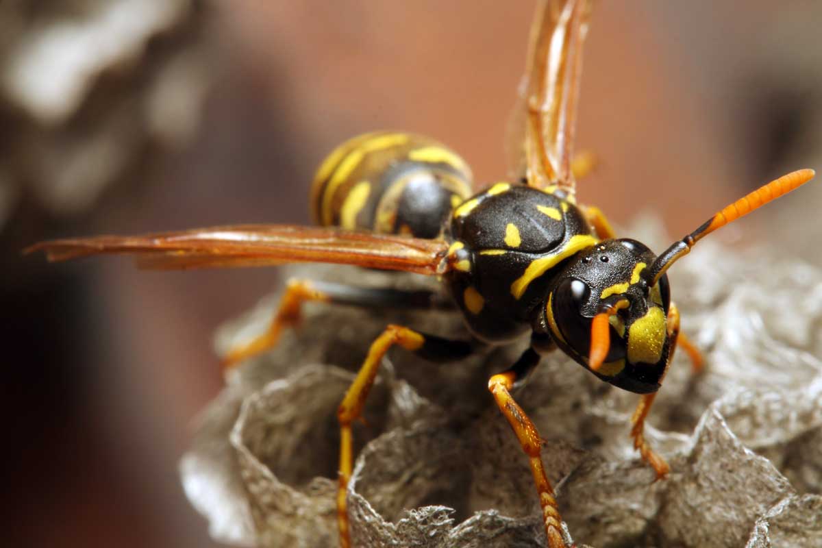 的近水平形象yellowjacket黄蜂看着摄像机,软焦点的背景图。