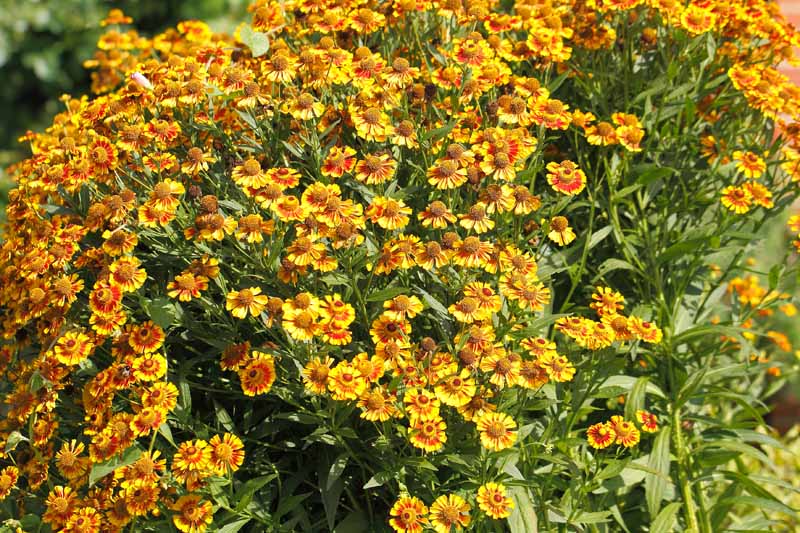 大量种植在花坛上的毛毯花(galillardia aristata)的横向图像。