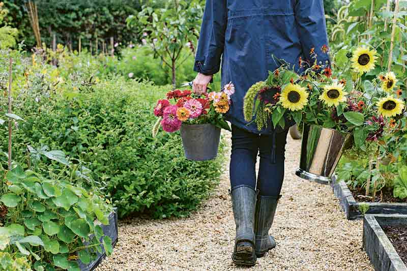 一个穿着胶靴、牛仔裤和蓝色夹克的女人，拿着一个大的银色塑料花瓶，里面装着剪下来的向日葵，另一个容器里装着剪下来的粉色、红色和橙色百日菊，她沿着一条覆盖着地膜的花园小路走着，植物生长在左边和右边的高床和地下边界上。BOB体育APP苹果下载
