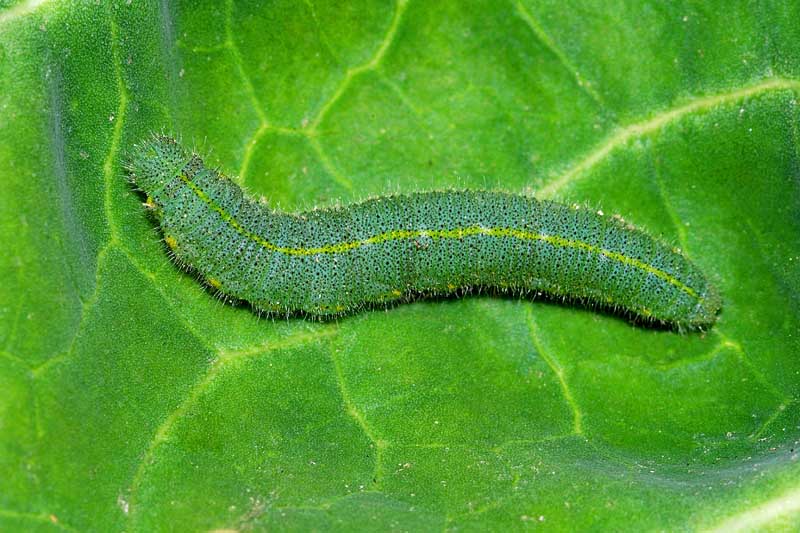 微距镜头的进口卷心菜蠕虫在绿叶的油菜作物植物