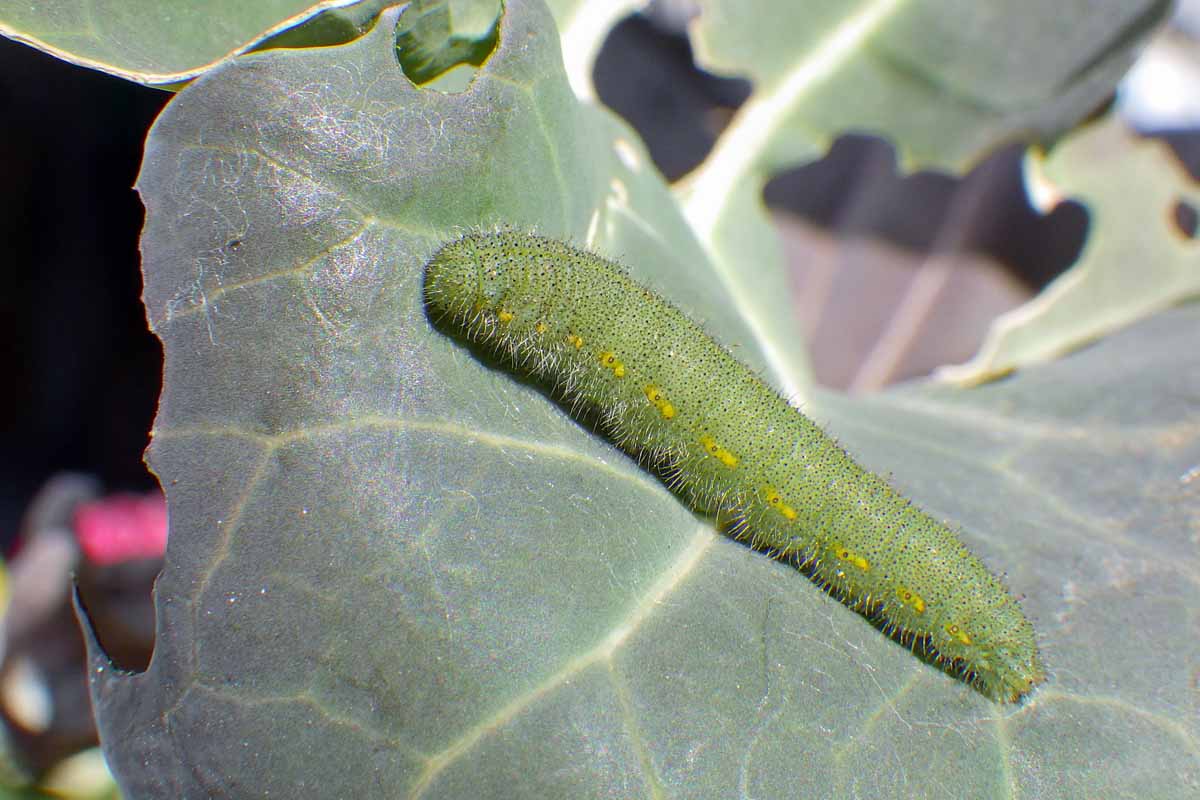 进口白菜蠕虫(地区rapae)幼虫取食芸苔属植物的叶子。