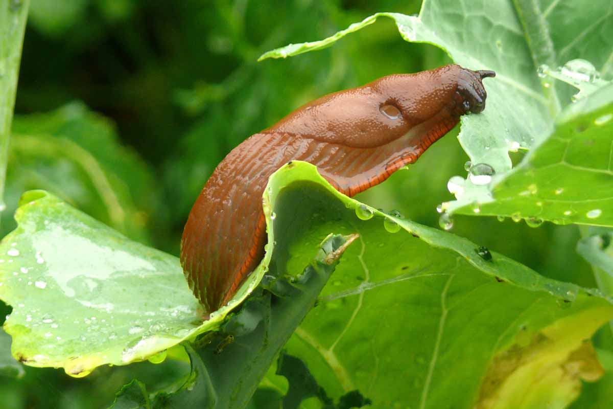 一个鼻涕虫吃卷心菜叶。近距离的照片。